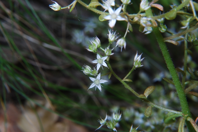 Sedum cepaea